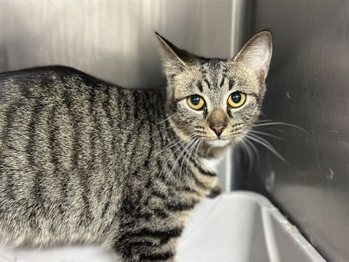 KAY - Domestic Short Hair available for adoption