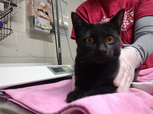 PARIS - Domestic Short Hair available for adoption