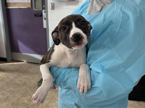 CIABATTA - Terrier available for adoption