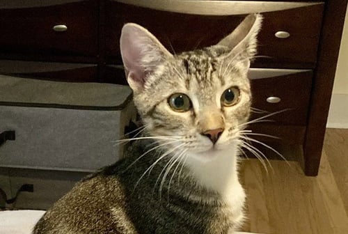 CHARLIE - Domestic Short Hair available for adoption