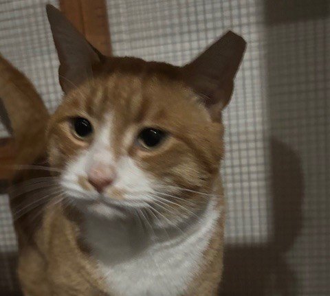 KENNY - Domestic Short Hair available for adoption