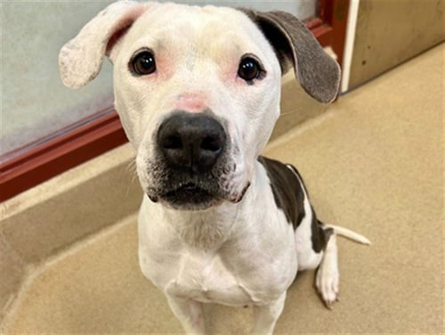 LAIKEN - American Staffordshire Terrier available for adoption