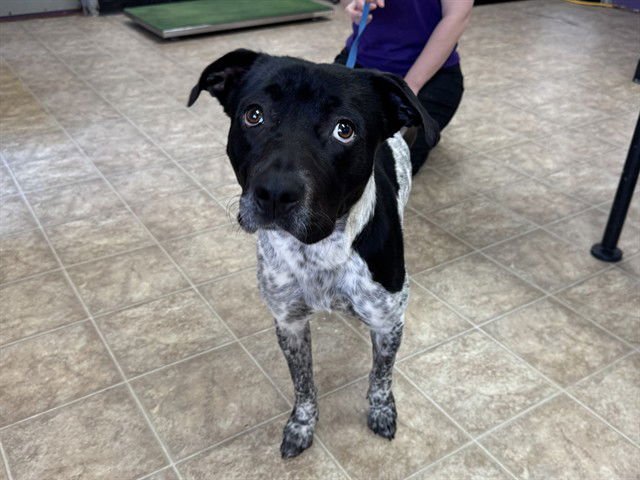 CRANBERRY - American Staffordshire Terrier available for adoption