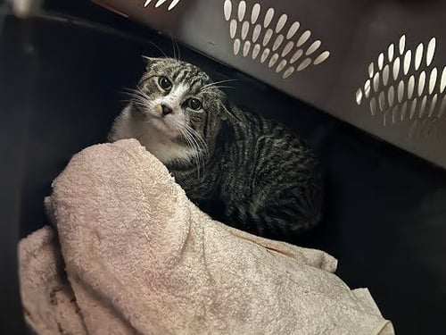 BIG BOY - Domestic Short Hair available for adoption