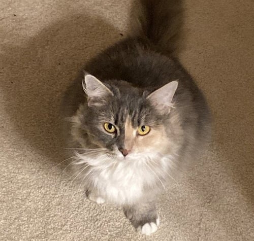 MAEVE - Domestic Medium Hair available for adoption