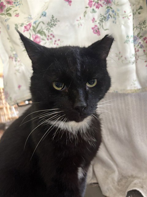 BENTLEY - Domestic Medium Hair available for adoption