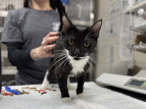 BELVEDERE - Domestic Short Hair available for adoption