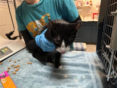 NOCHE - Domestic Short Hair available for adoption