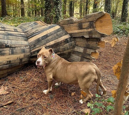 VIDA - American Staffordshire Terrier available for adoption