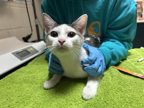 TYDUS - Domestic Short Hair available for adoption