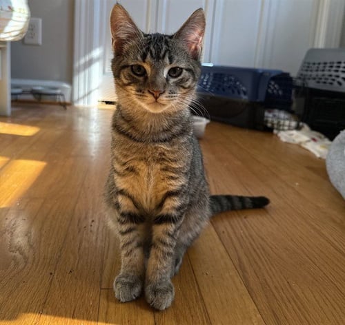 BUTTER - Domestic Short Hair available for adoption