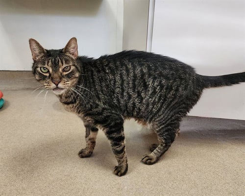 DALLAS - Domestic Short Hair available for adoption