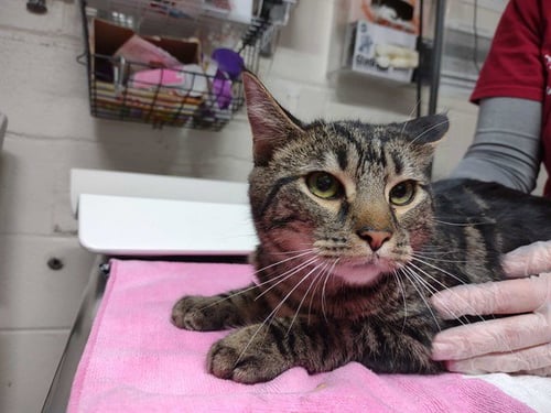 HALE - Domestic Short Hair available for adoption