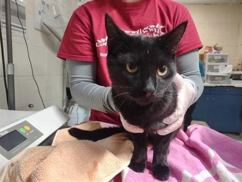 STITCH - Domestic Short Hair available for adoption