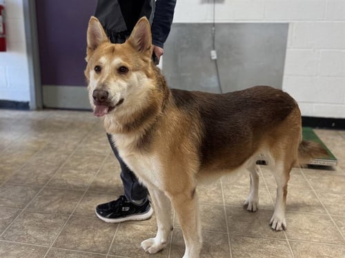 HOCKEY - Husky / German Shepherd Dog available for adoption