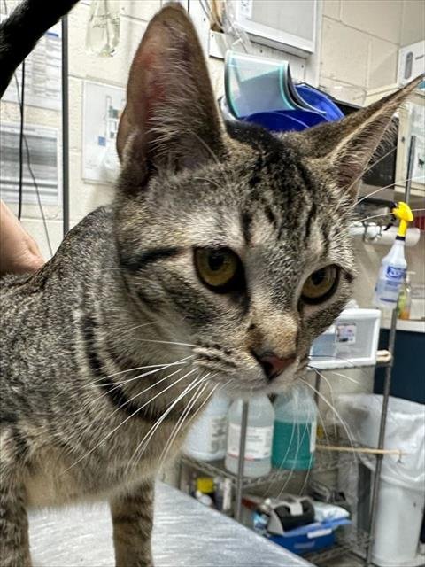 ACORN - Domestic Short Hair available for adoption