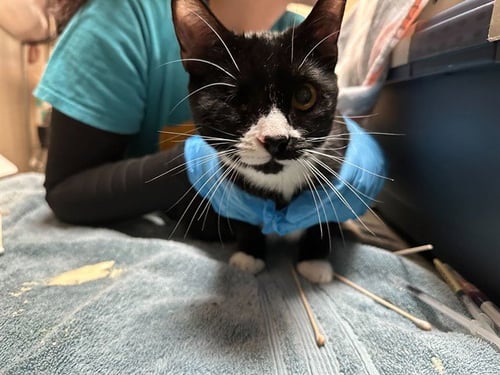 DIA - Domestic Short Hair available for adoption