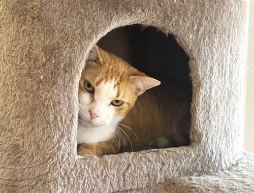 LANA - Domestic Short Hair available for adoption