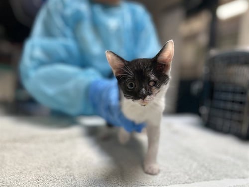 SUNFLOWER - Domestic Short Hair available for adoption