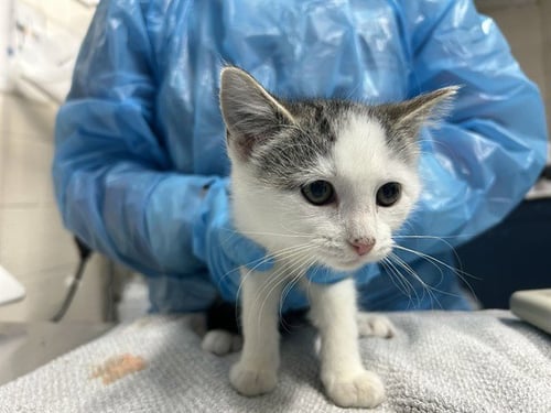 LUNA - Domestic Short Hair available for adoption