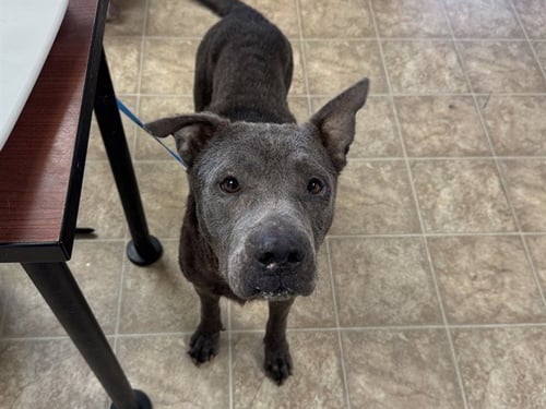 LIBRA - American Staffordshire Terrier available for adoption