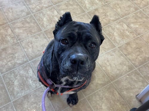 CANDY CANE - Presa Canario available for adoption