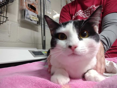 ZARA - Domestic Short Hair available for adoption