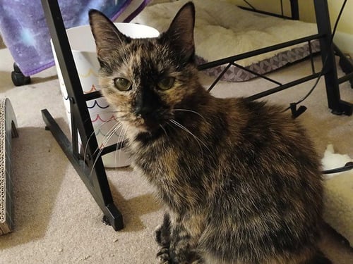 KARI ANN - Domestic Short Hair available for adoption