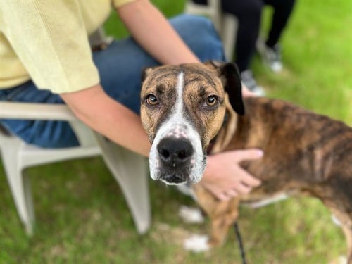 STEWARD - Hound available for adoption