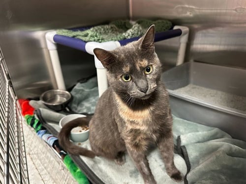 PETAL - Domestic Short Hair available for adoption