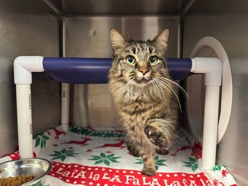 KAYLENA - Domestic Long Hair available for adoption