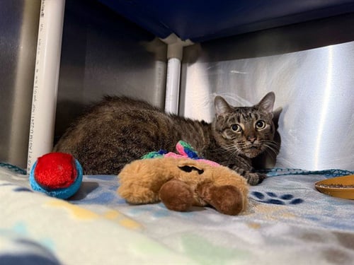 JAMES - Domestic Short Hair available for adoption