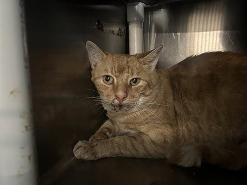 RYDER - Domestic Short Hair available for adoption