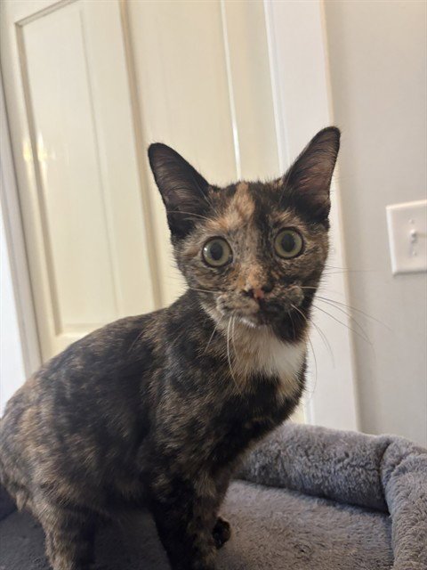 PENNY - Domestic Short Hair available for adoption