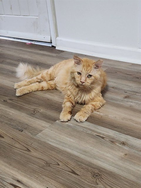 CYRIL - Domestic Long Hair available for adoption