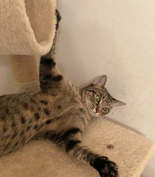 CHAPPELL - Domestic Short Hair available for adoption