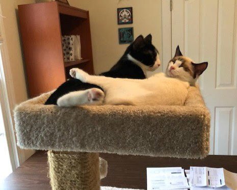 GARNET - Snowshoe available for adoption