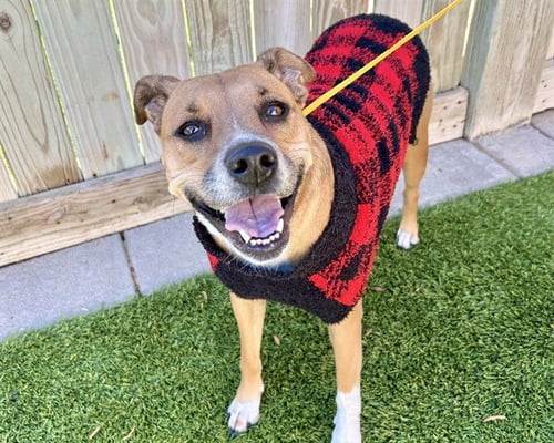 BAILEY - American Staffordshire Terrier available for adoption