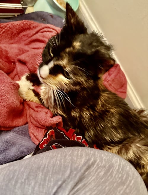 BROWNIE - Tortoiseshell / Domestic Short Hair available for adoption