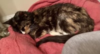 Brownie - Photo 4