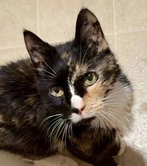 BROWNIE - Tortoiseshell / Domestic Short Hair for adoption in Reading