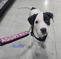 Scottie - Photo 2