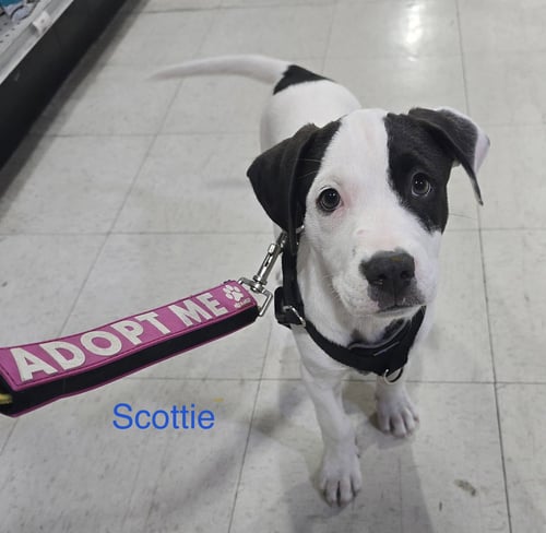 SCOTTIE - American Staffordshire Terrier / Hound available for adoption