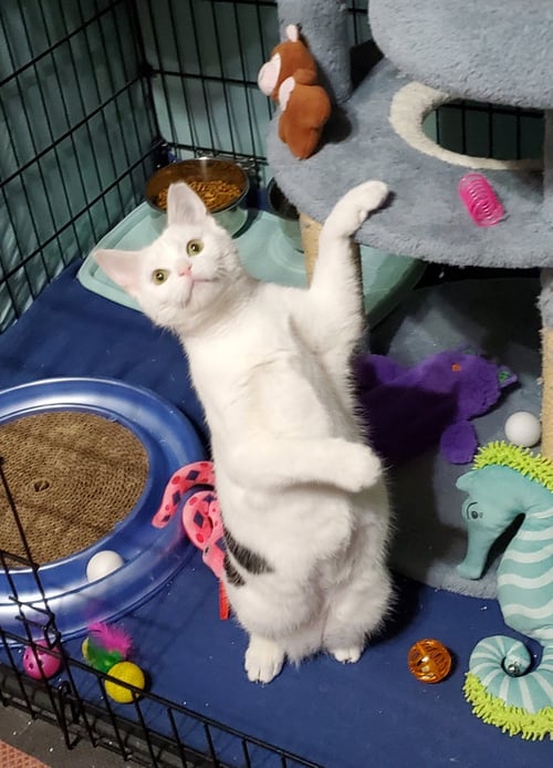 CLARABELLE - Domestic Short Hair available for adoption