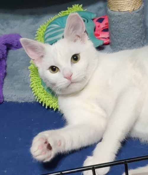 CLARABELLE - Domestic Short Hair for adoption in Reading