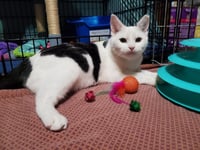 Clarabelle - Photo 4
