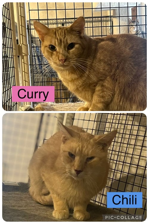 CHILI-BARN PLACEMENT NEEDED - Domestic Short Hair / Tabby available for adoption