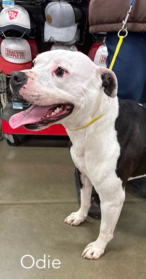 ODIE FOSTER NEEDED - American Bulldog available for adoption