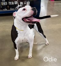 Odie FOSTER NEEDED - Photo 1