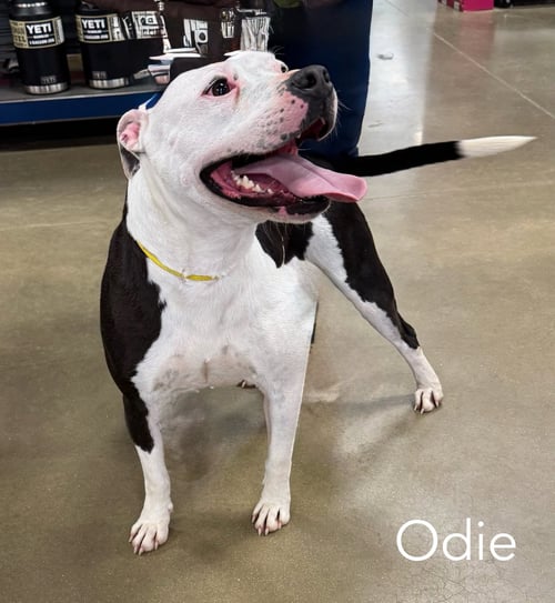 ODIE FOSTER NEEDED - American Bulldog available for adoption